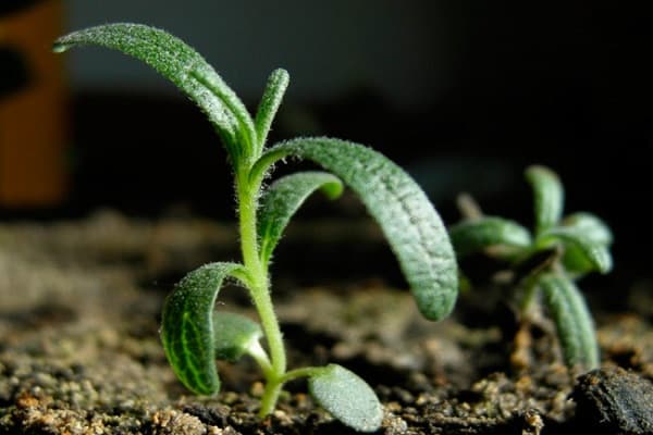 Rozemarijn planten en verzorgen in de volle grond