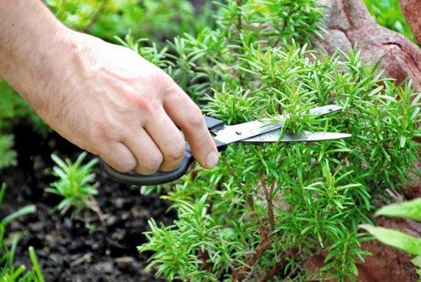 cuidados com as plantas 