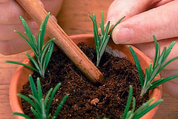 rosemary propagation