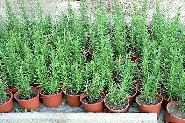 growing rosemary