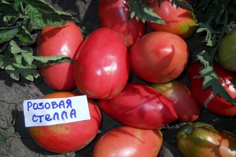 rosa Tomate