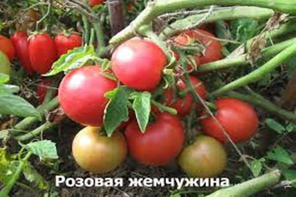 tomato diseases