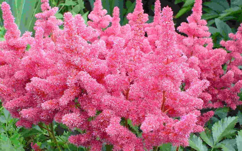 růžový astilbe 