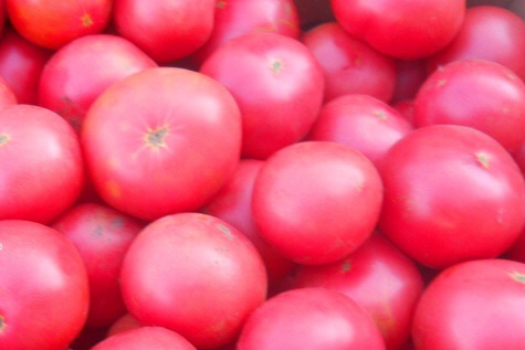 favorite tomato harvest