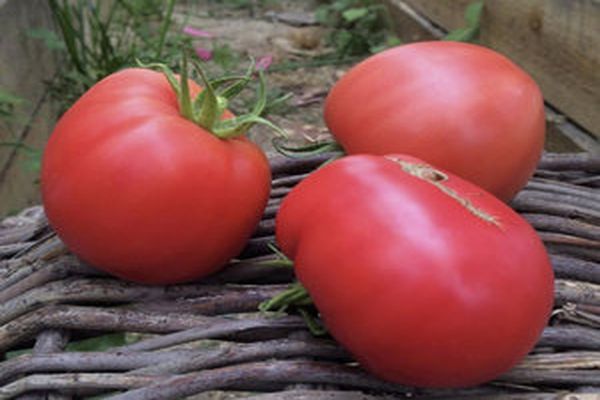 výsledná sklizeň rajčat