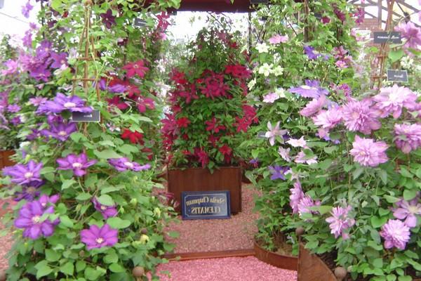 a lot of clematis