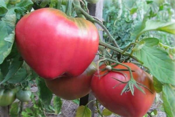 soin des tomates