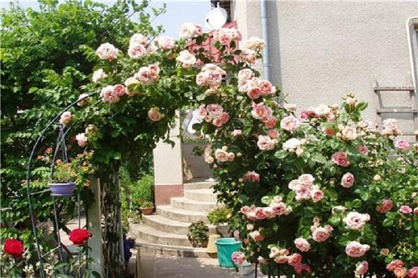 Beschrijvingen van de beste variëteiten rozen uit de Climber-groep en hun kenmerken, planten en verzorgen