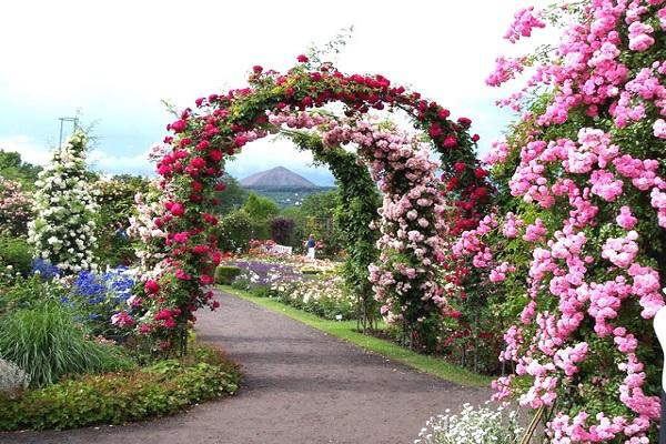 Blumenbögen 