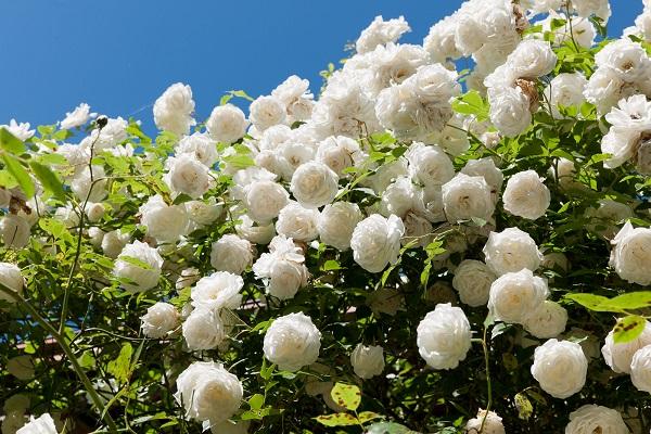 witte bloemen 