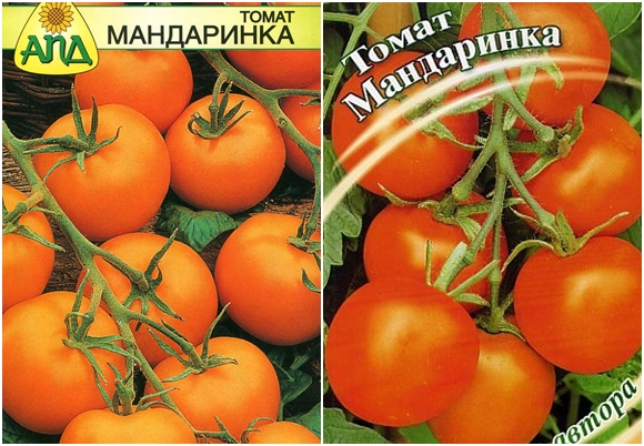 semínka mandarinkových rajčat