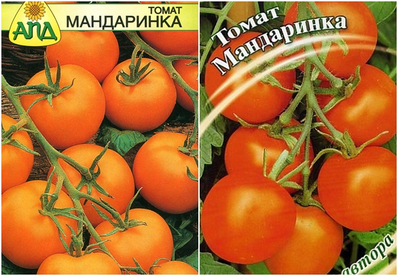 sjemenke rajčice mandarine