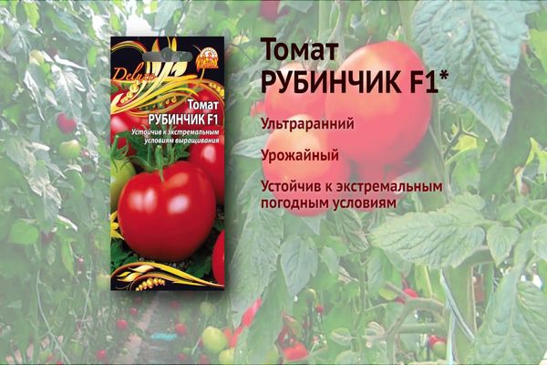 Odrůda rajčat Rubinchik