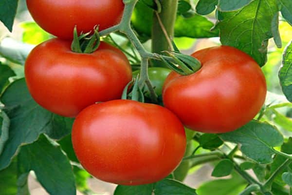 Caractéristiques et description de la variété de tomate Rubinchik F1, avis des résidents d'été