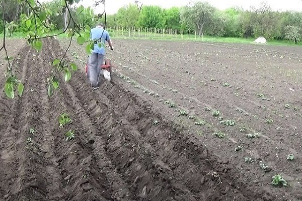 loosening the soil