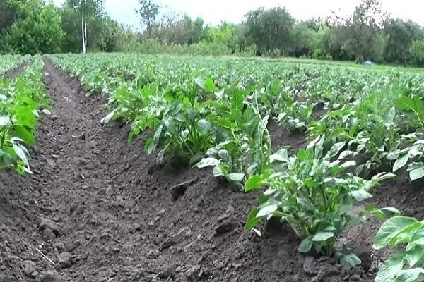 dobře se starat