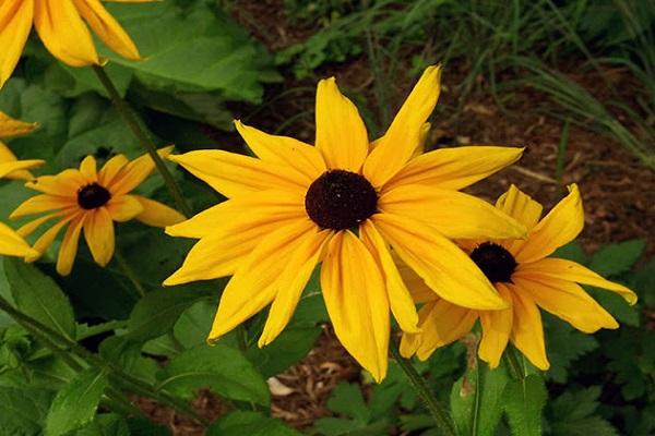 Rudbeckia-bloei