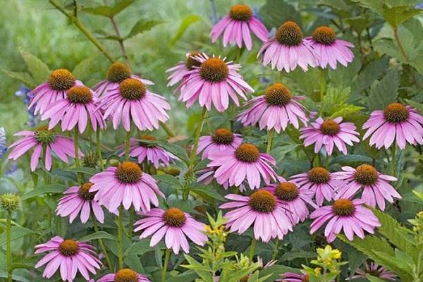 echinacea u vrtu 