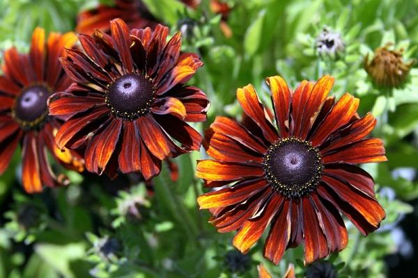 rudbekija pilosa