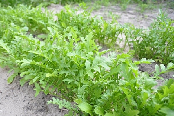 Rucola anbauen