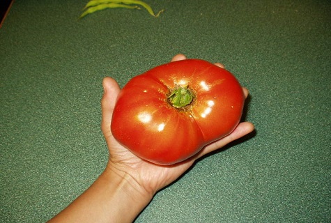 velké rajče