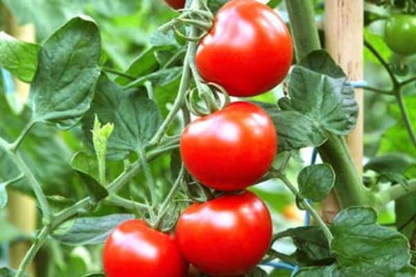 varieties of tomatoes