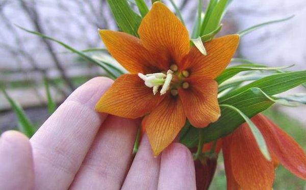 Flowers in the garden