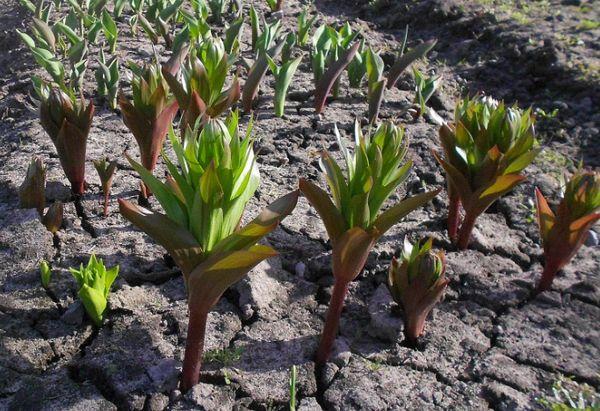 hazel grouse sprouts