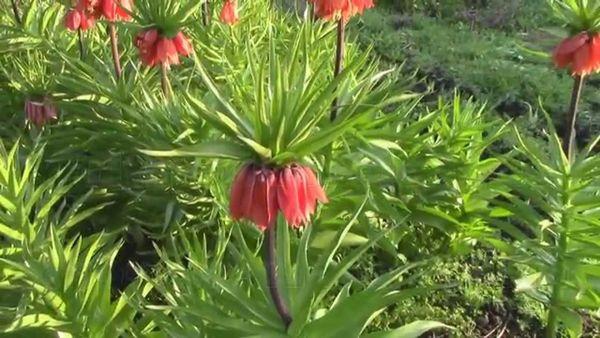 Growing hazel grouse