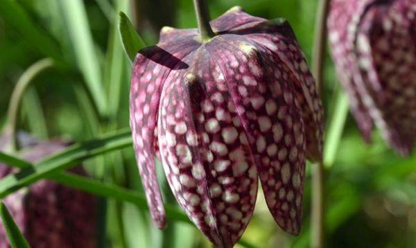 Checkered hazel grouse