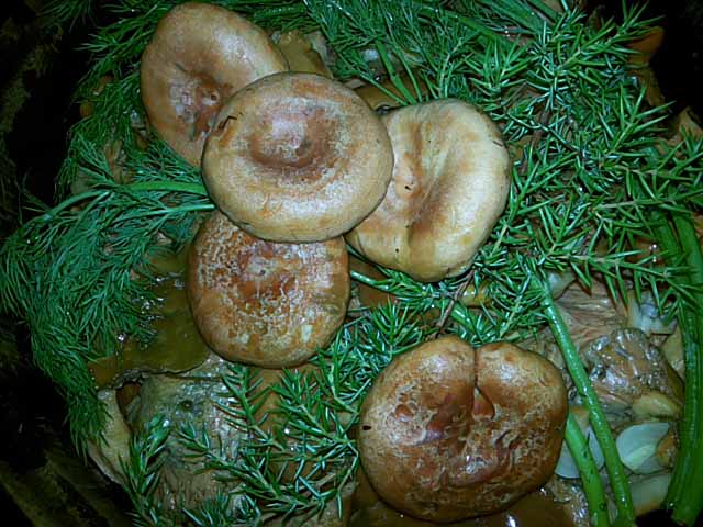 houby na stůl 