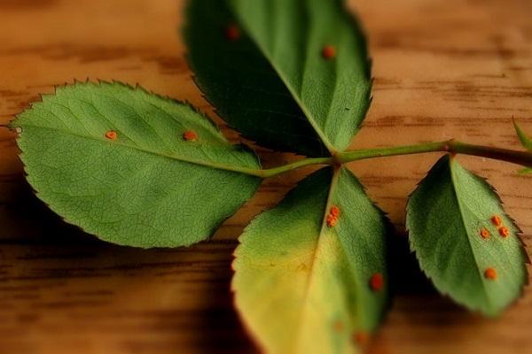 rouille sur les feuilles 