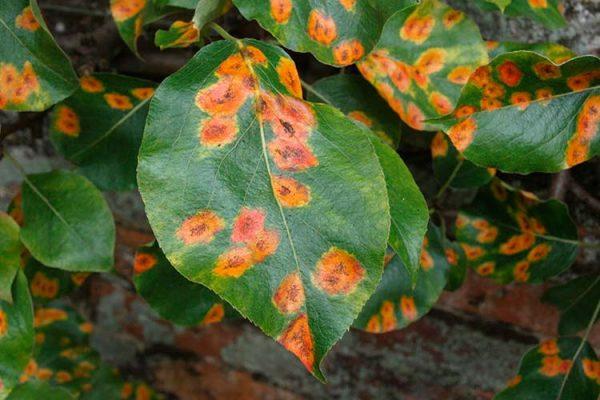 leaf disease