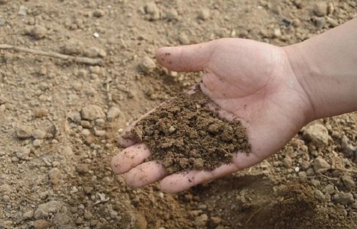 sandy loam soil 