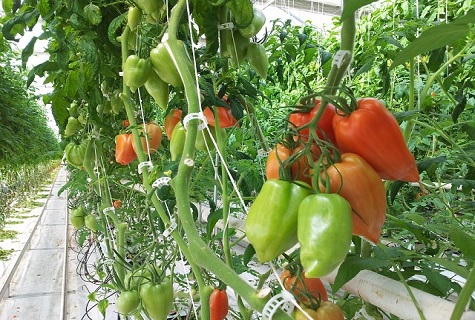 rajče ve skleníku