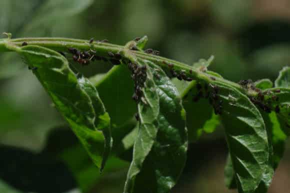 plagas de menta