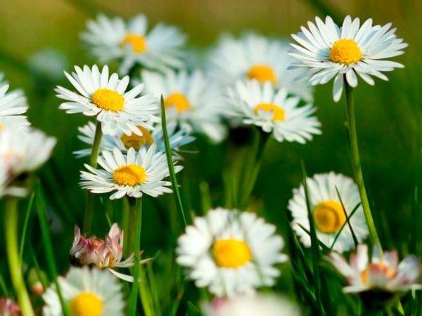 meadow chamomile