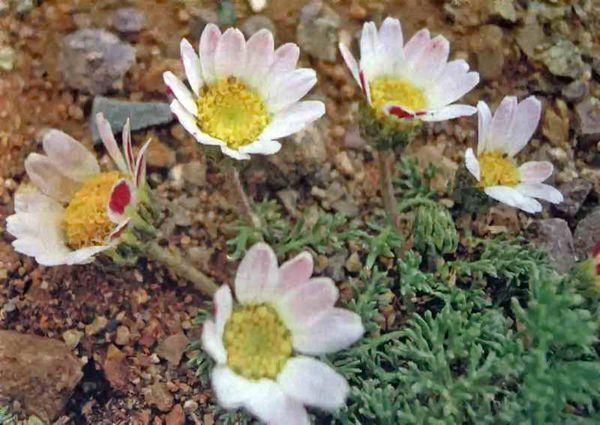 Gänseblümchen im Boden