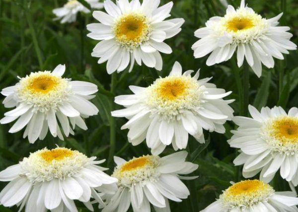 daisies in the field