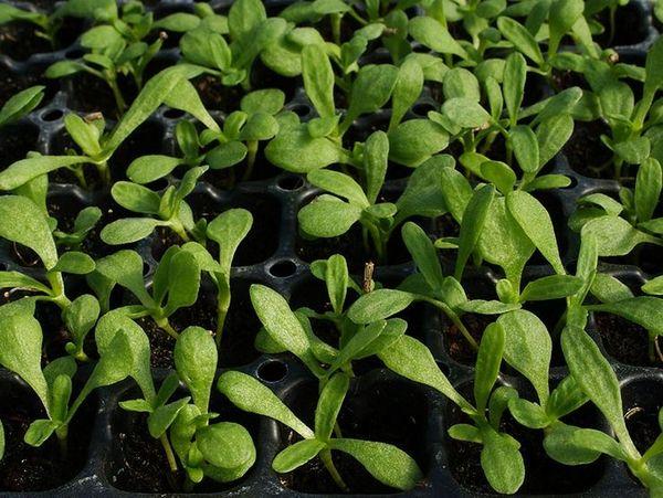 Growing chamomile 