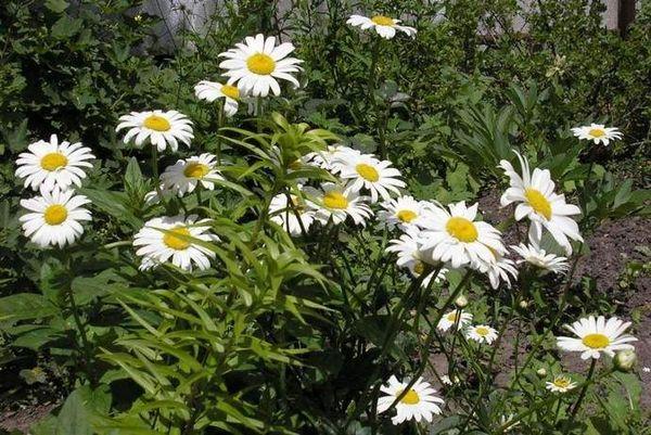 daisies in the garden