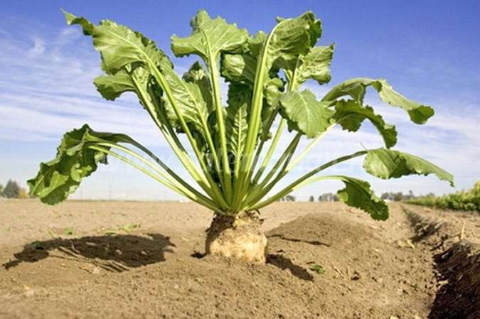 sugar beets sa bukid