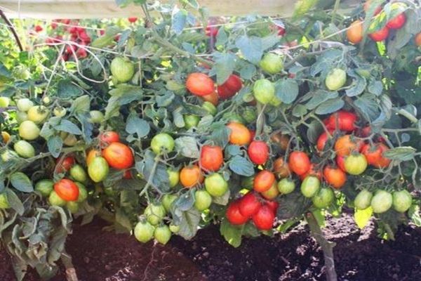 Sugar mouth tomatoes