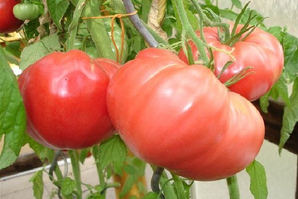 Tomaten auf einem Zweig