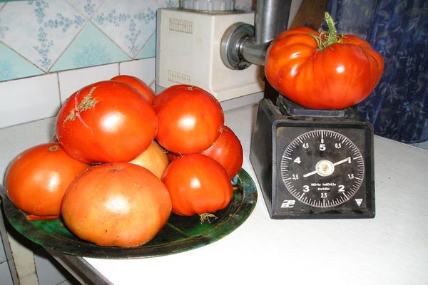 Tomaten auf dem Tisch