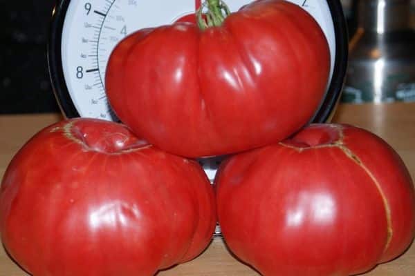 sugarpuff tomato cultivation