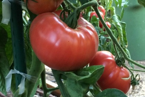 Tomatenzweig 