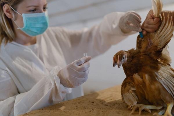 diagnostiek van vogels 