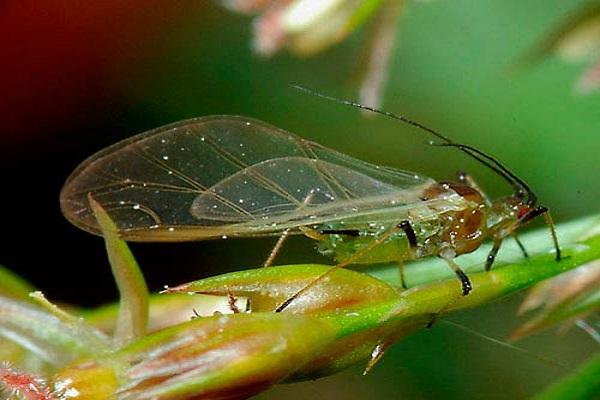 Amarai ant augalo 