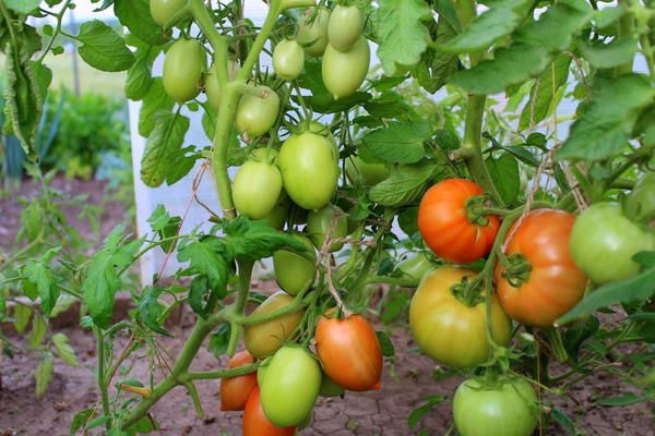 tomates sur branches